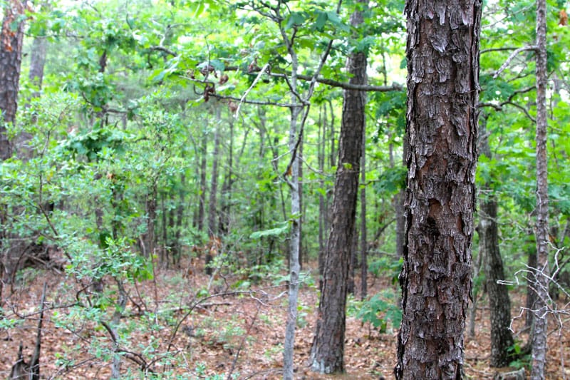 Trophy Ridge Phase II Tract 81 photo 5