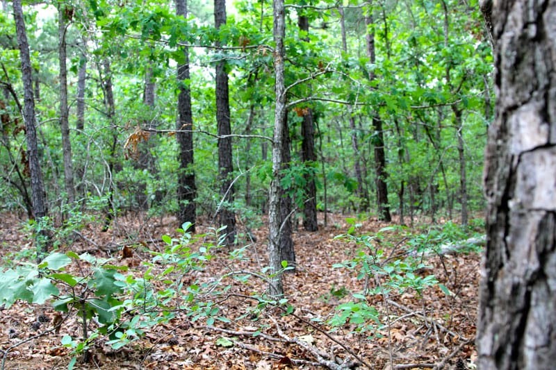 Trophy Ridge Phase II Tract 81 photo 6