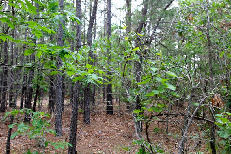Trophy Ridge Phase II Tract 81 photo 7