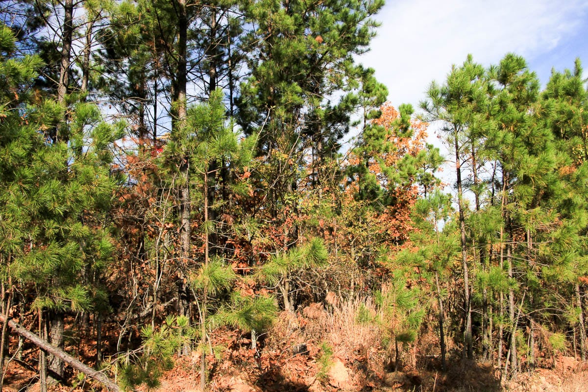 Stone Creek Phase III Tract 36 photo 3