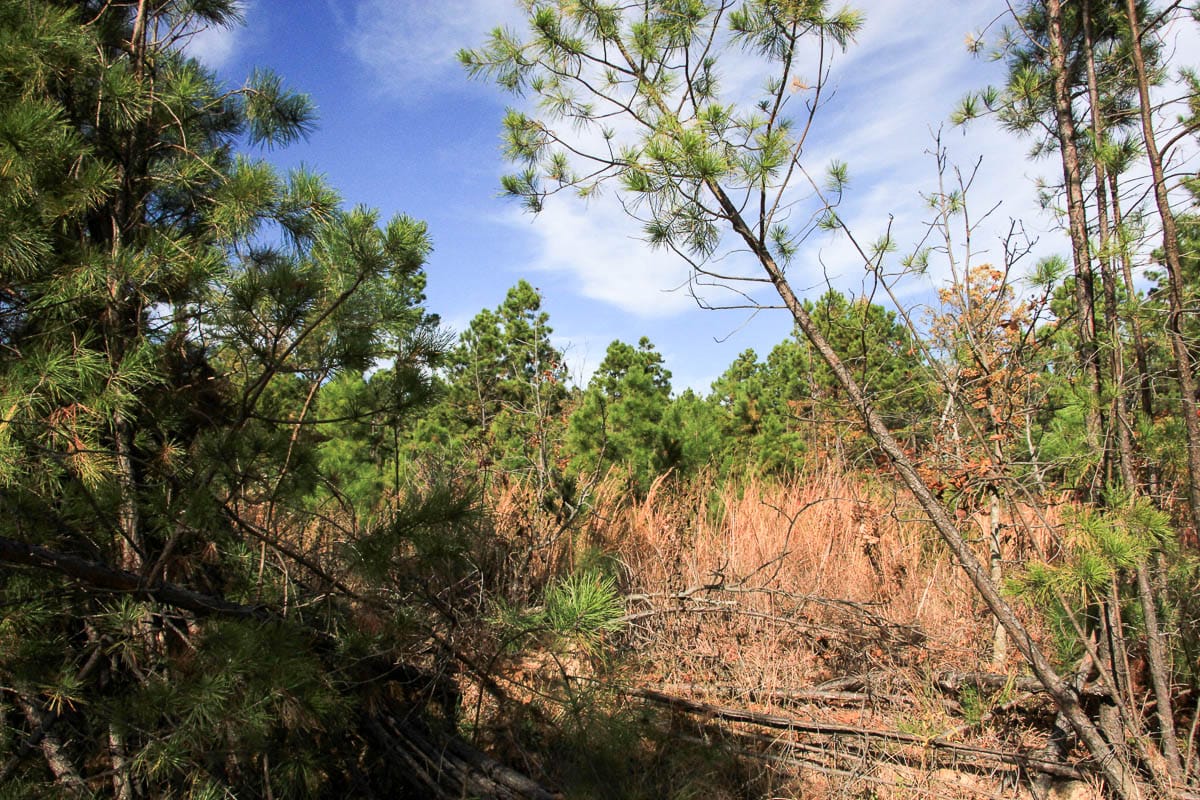 Stone Creek Phase III Tract 36 photo 5