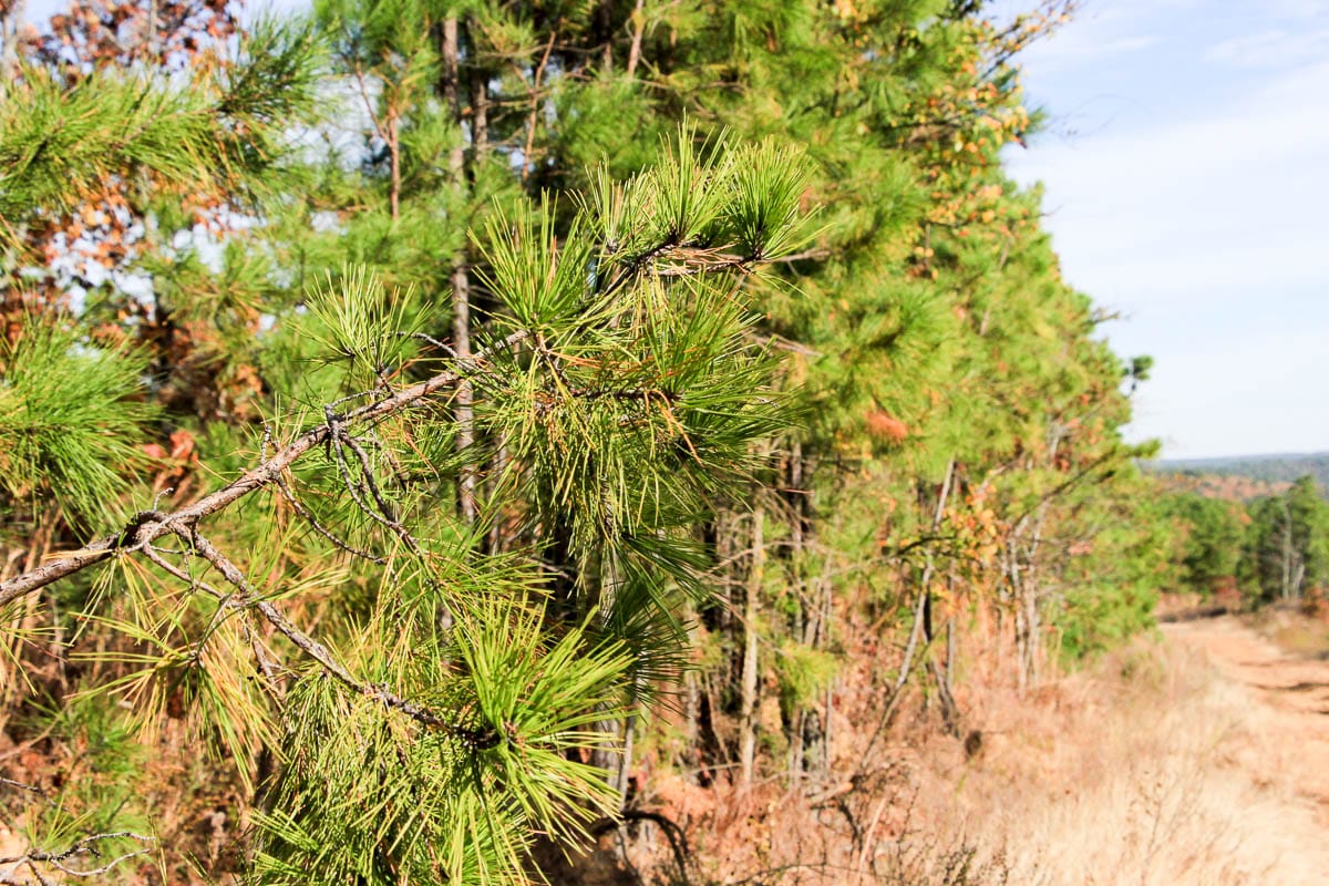 Stone Creek Phase III Tract 36 photo 7