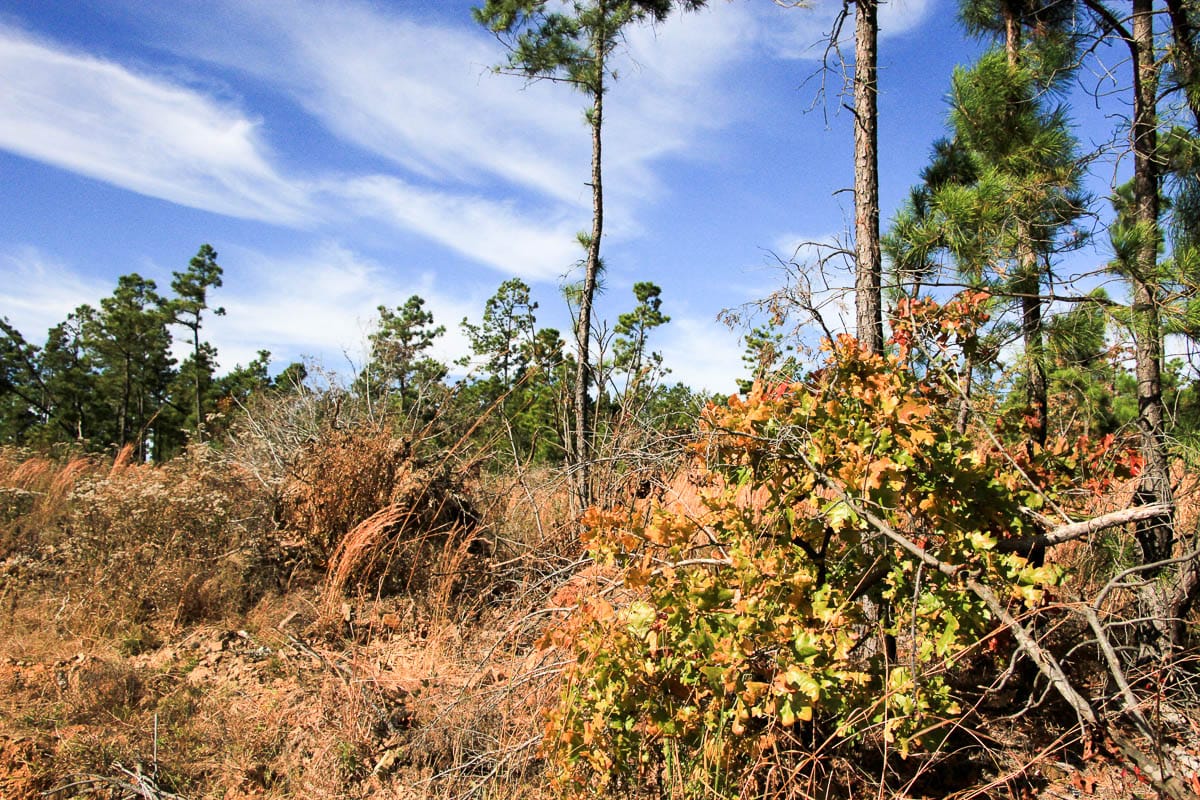 Stone Creek Phase III Tract 36 photo 10