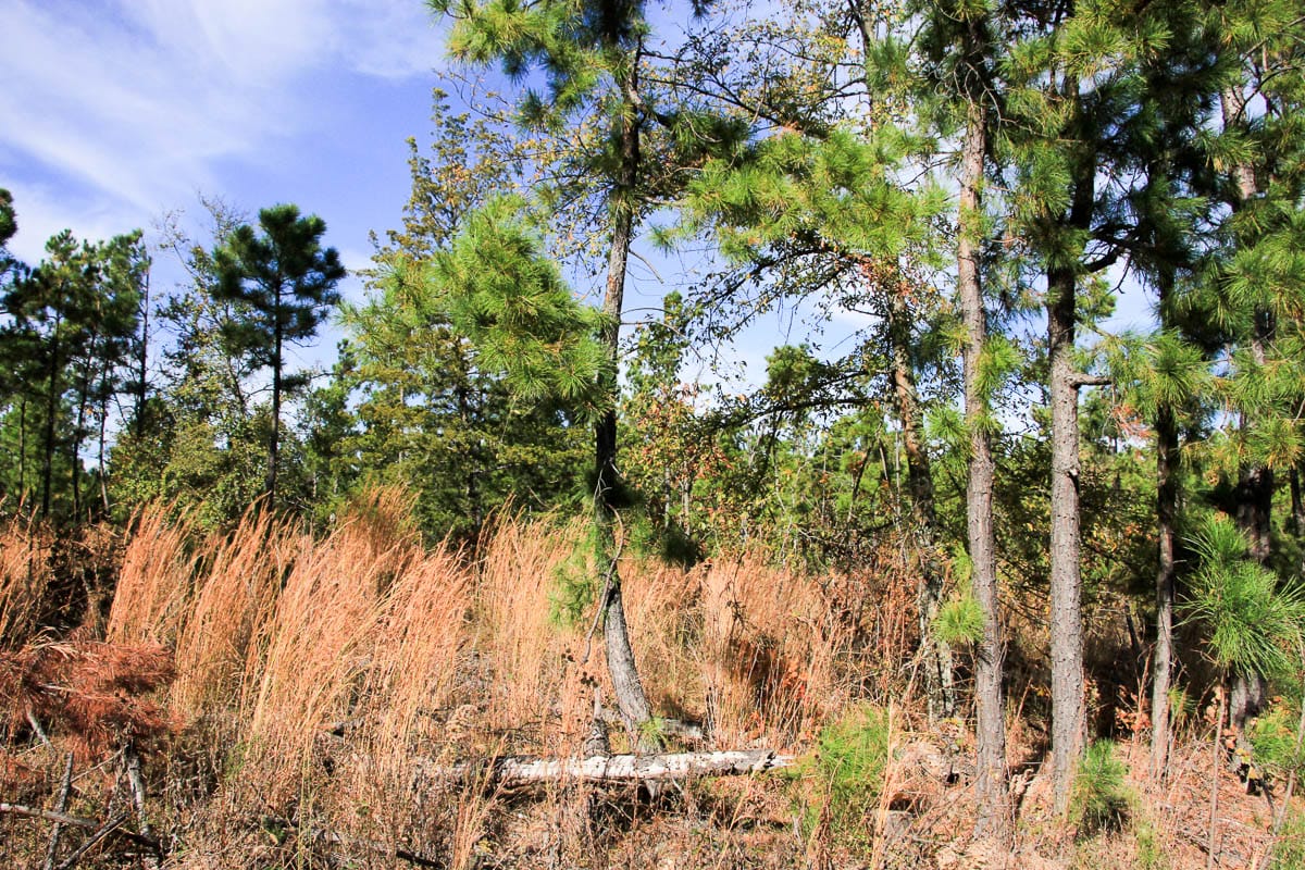 Stone Creek Phase III Tract 36 photo 11