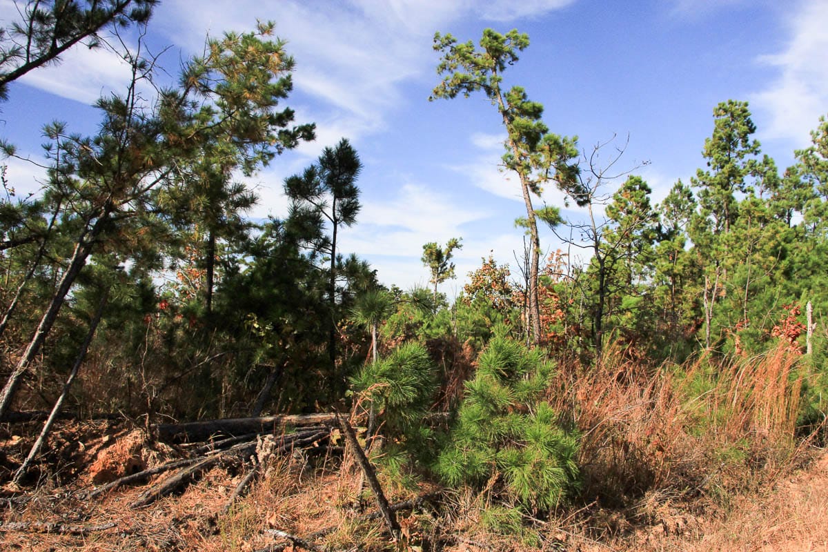 Stone Creek Phase III Tract 36 photo 12
