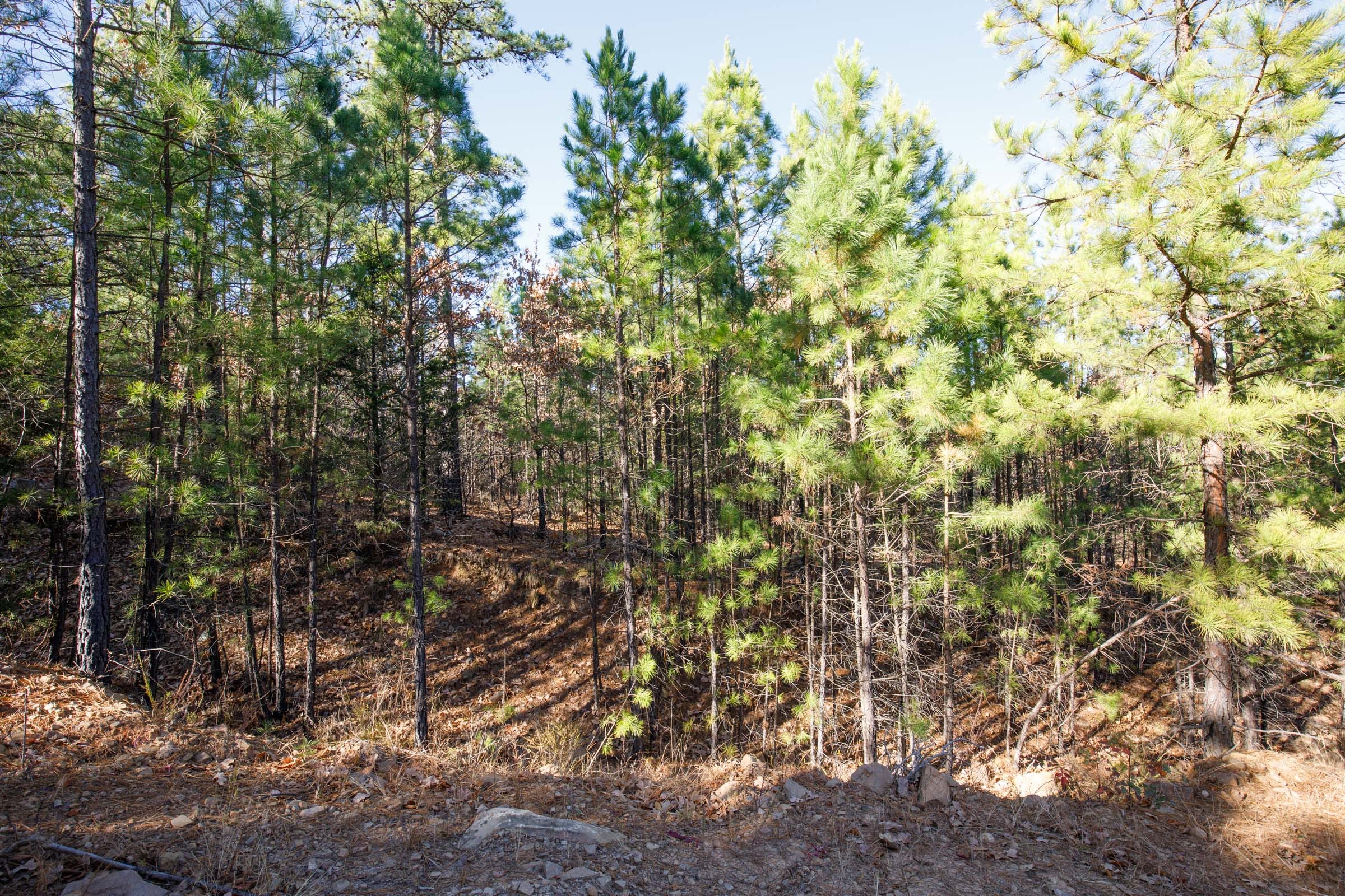 Stone Bridge Phase II Tract 79 photo 2