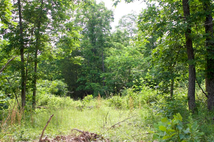 Thunder Mountain Ranch Tract 24 photo 3