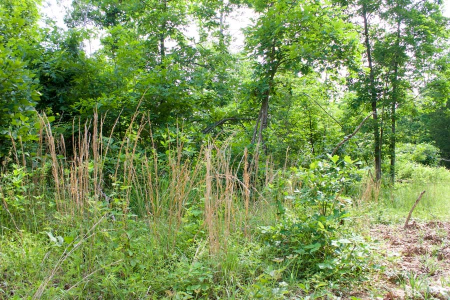 Thunder Mountain Ranch Tract 24 photo 4