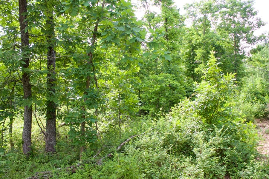 Thunder Mountain Ranch Tract 24 photo 5