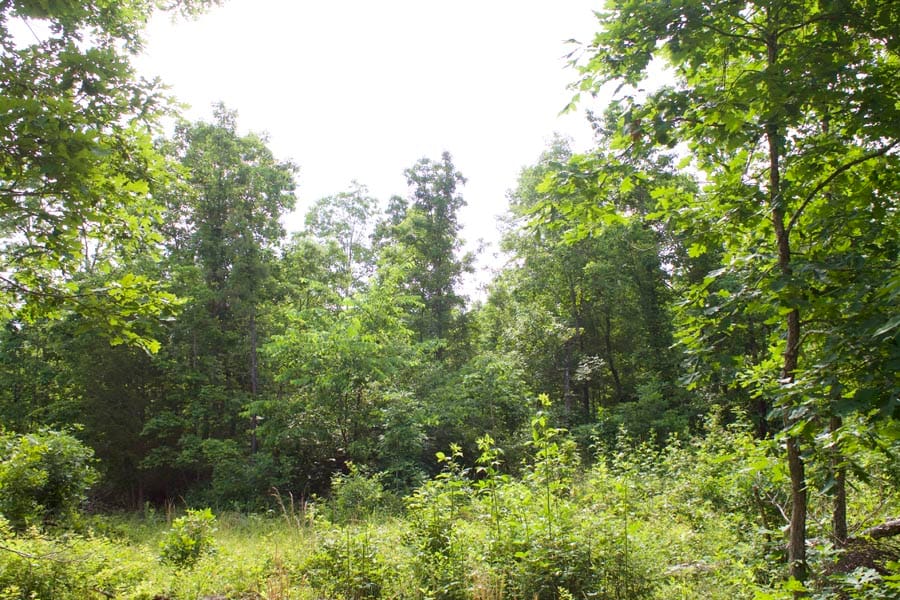 Thunder Mountain Ranch Tract 24 photo 6