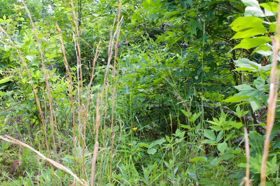 Thunder Mountain Ranch Tract 24 photo 8