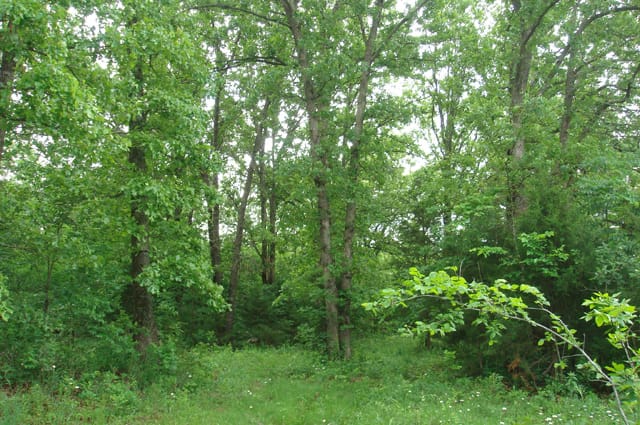 Whispering Oaks Tract 4 photo 2