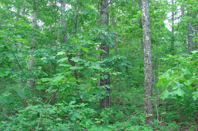 Whispering Oaks Tract 4 photo 4