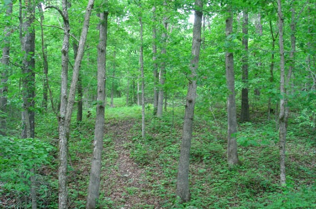 Whispering Oaks Tract 4 photo 5