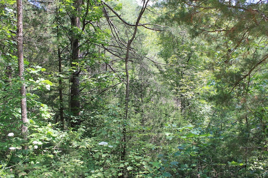 Cumberland Ridge Ranch Tract 1 photo 4