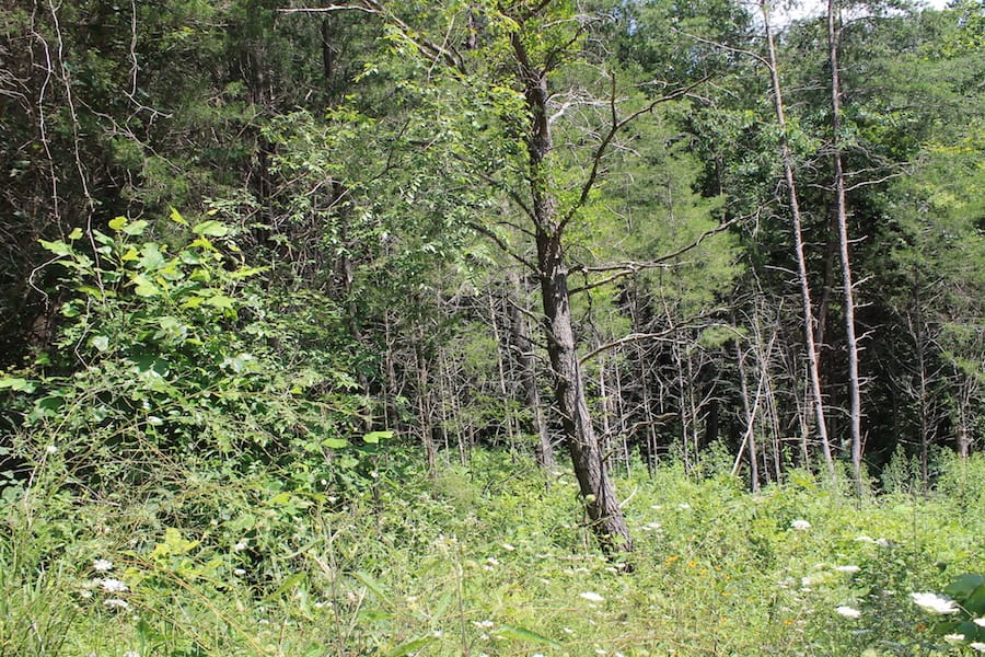 Cumberland Ridge Ranch Tract 1 photo 5