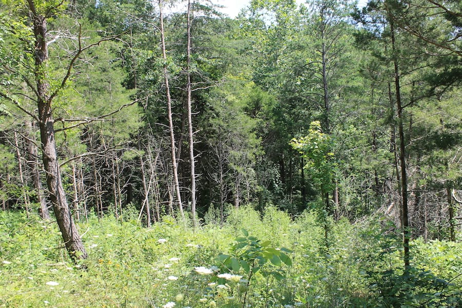 Cumberland Ridge Ranch Tract 1 photo 6