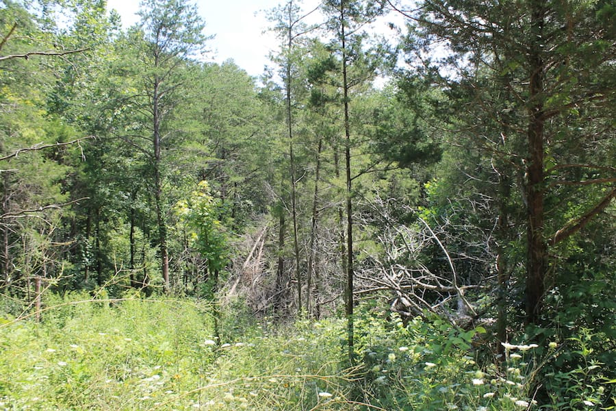 Cumberland Ridge Ranch Tract 1 photo 7
