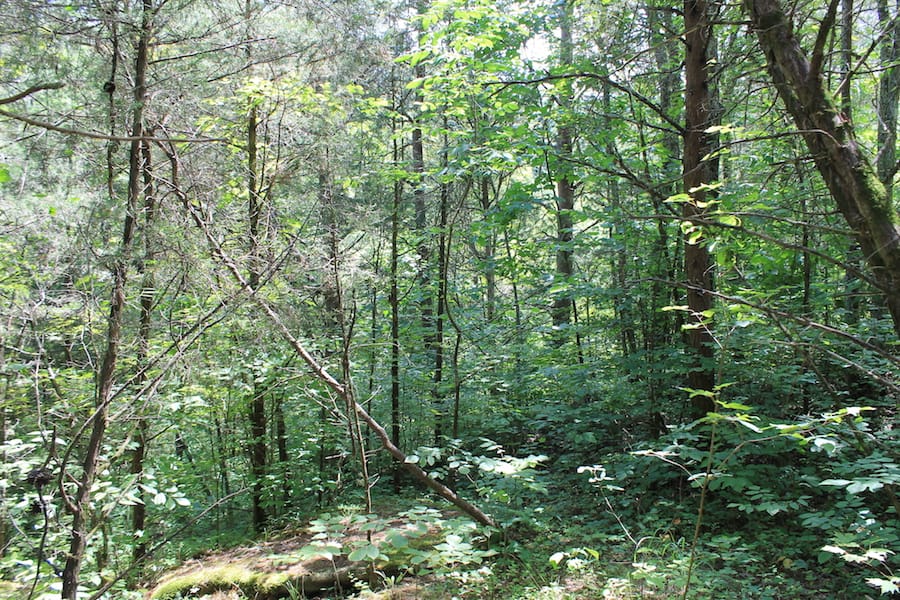 Cumberland Ridge Ranch Tract 1 photo 9