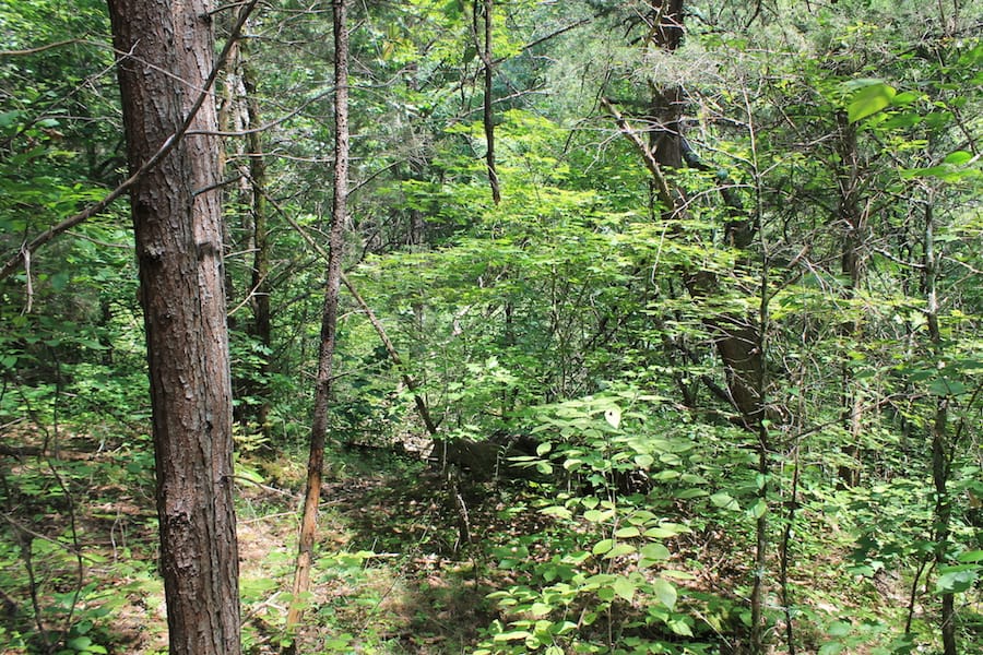 Cumberland Ridge Ranch Tract 1 photo 10
