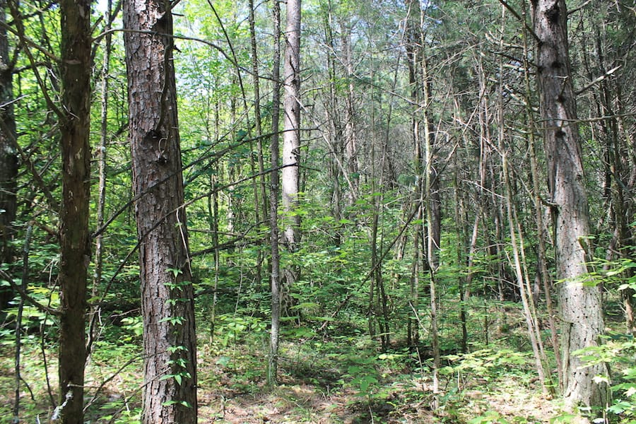 Cumberland Ridge Ranch Tract 1 photo 11