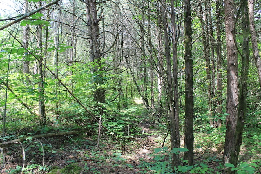 Cumberland Ridge Ranch Tract 1 photo 13