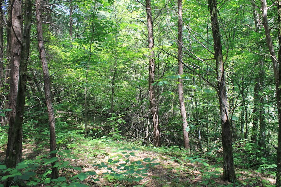 Cumberland Ridge Ranch Tract 1 photo 14