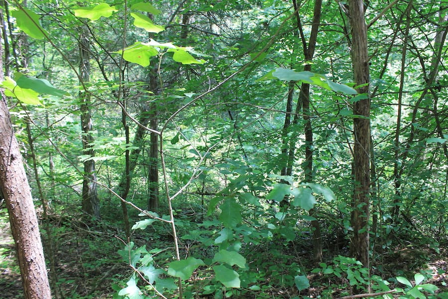 Cumberland Ridge Ranch Tract 1 photo 15