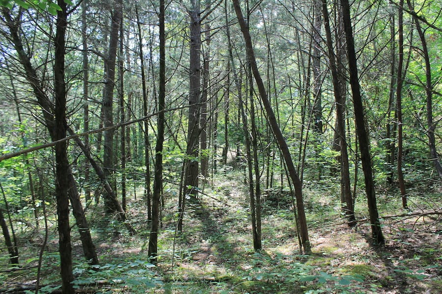 Cumberland Ridge Ranch Tract 1 photo 16