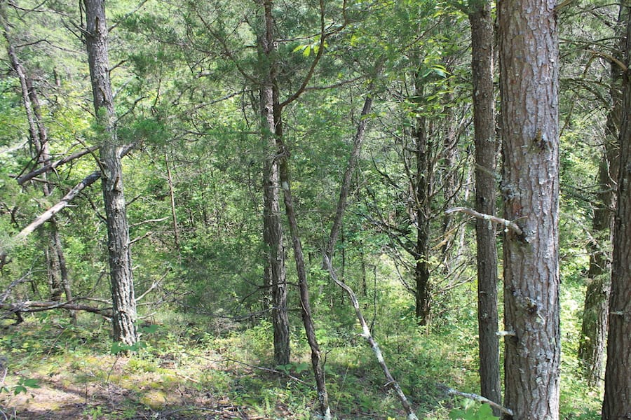 Cumberland Ridge Ranch Tract 1 photo 18