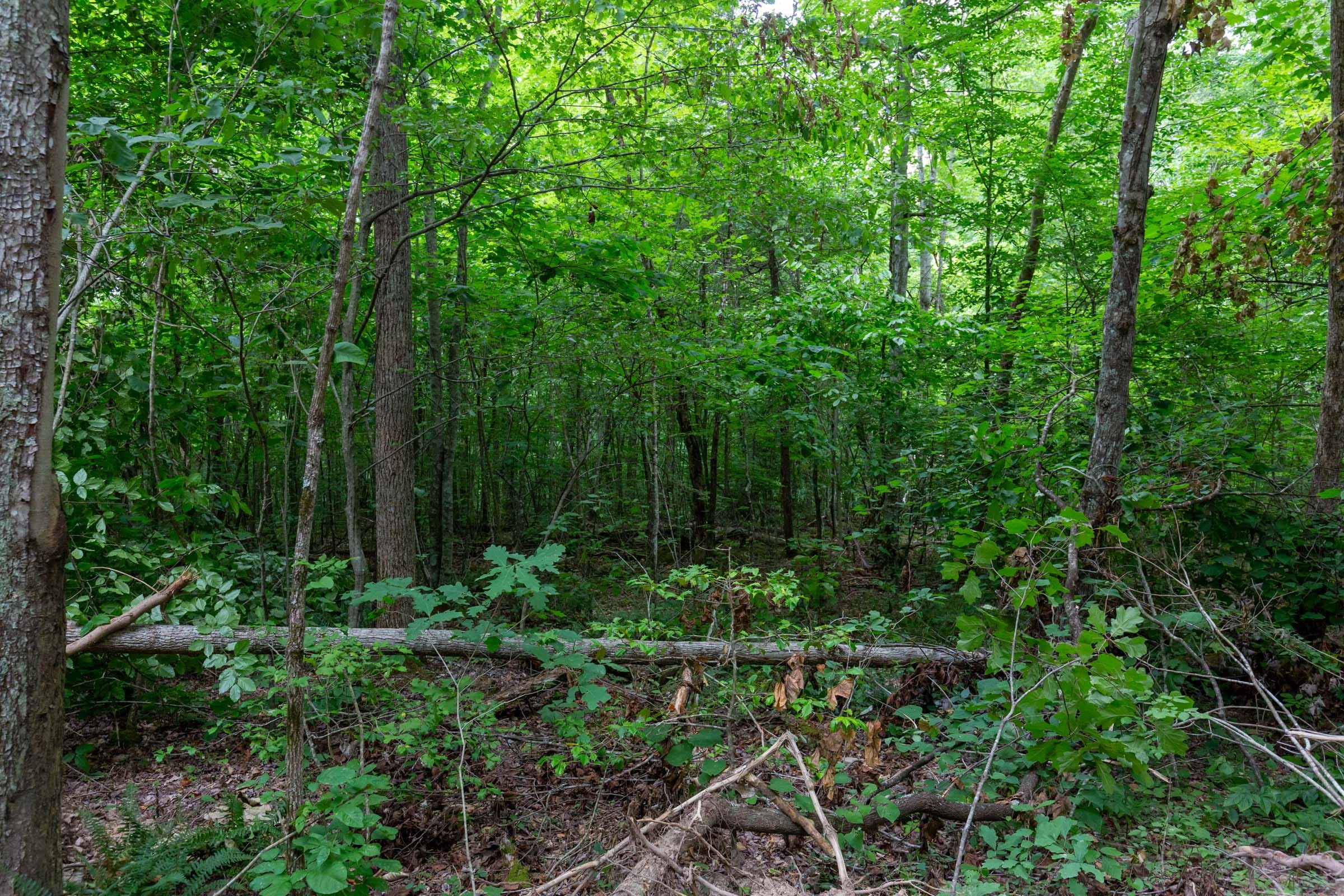 Tucker Hollow Tract 13 photo 3