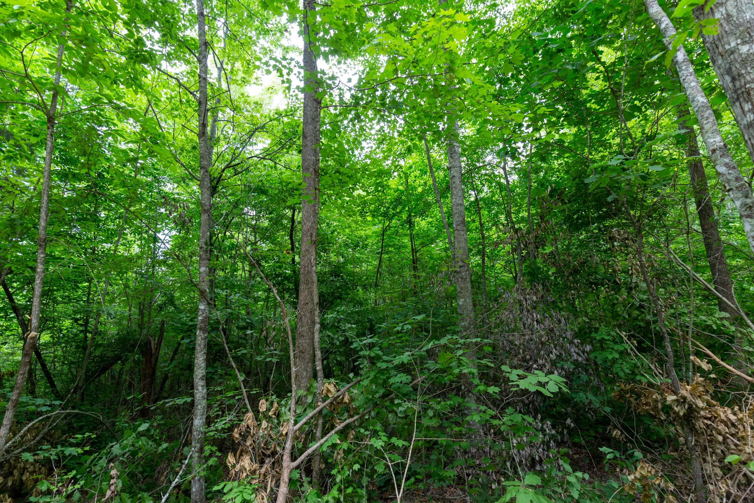 Tucker Hollow Tract 13 photo 4
