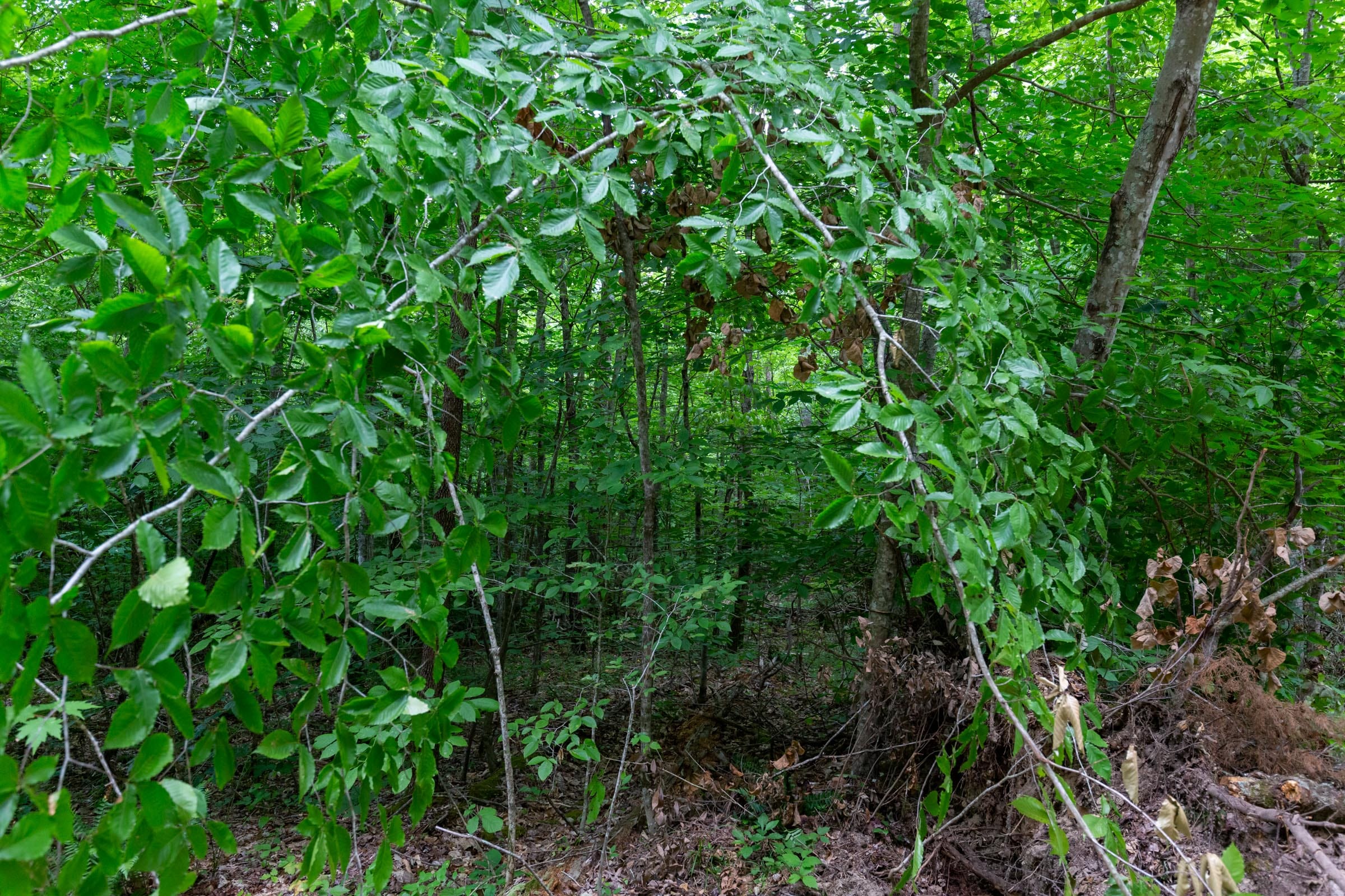 Tucker Hollow Tract 13 photo 5