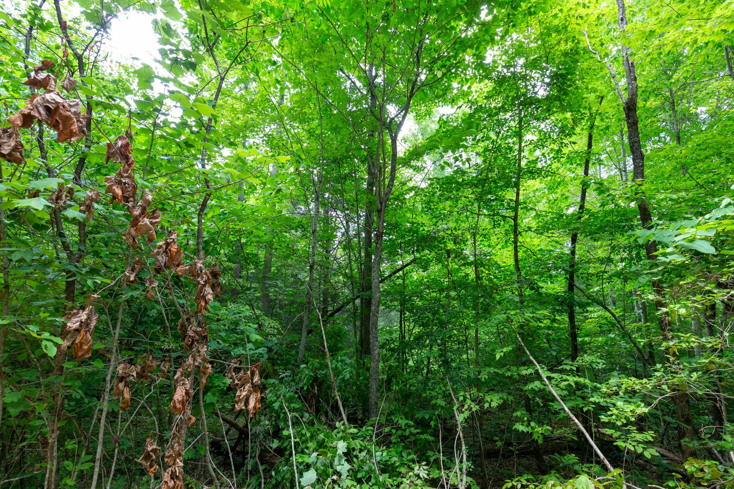 Tucker Hollow Tract 13 photo 6