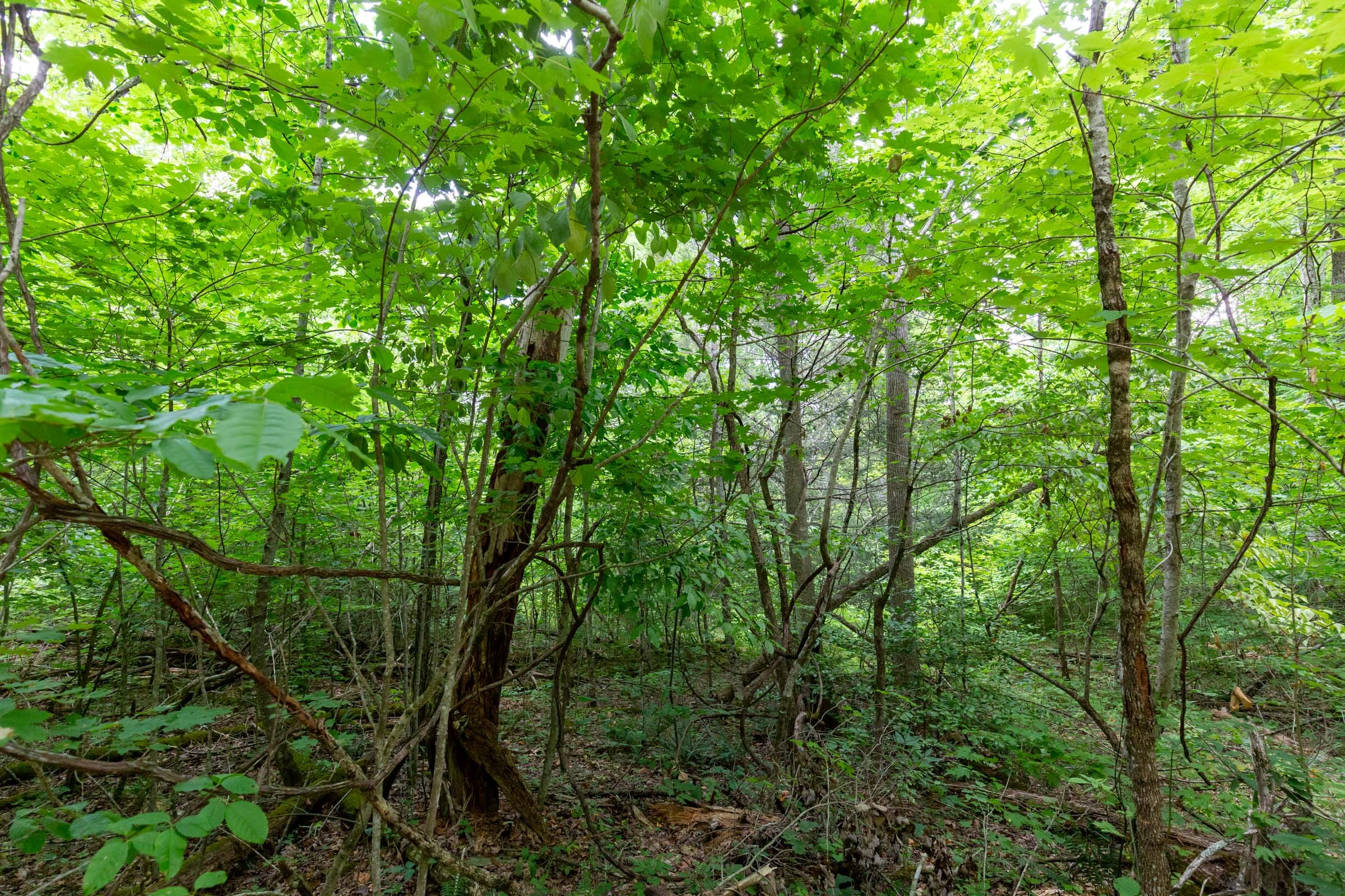 Tucker Hollow Tract 13 photo 8