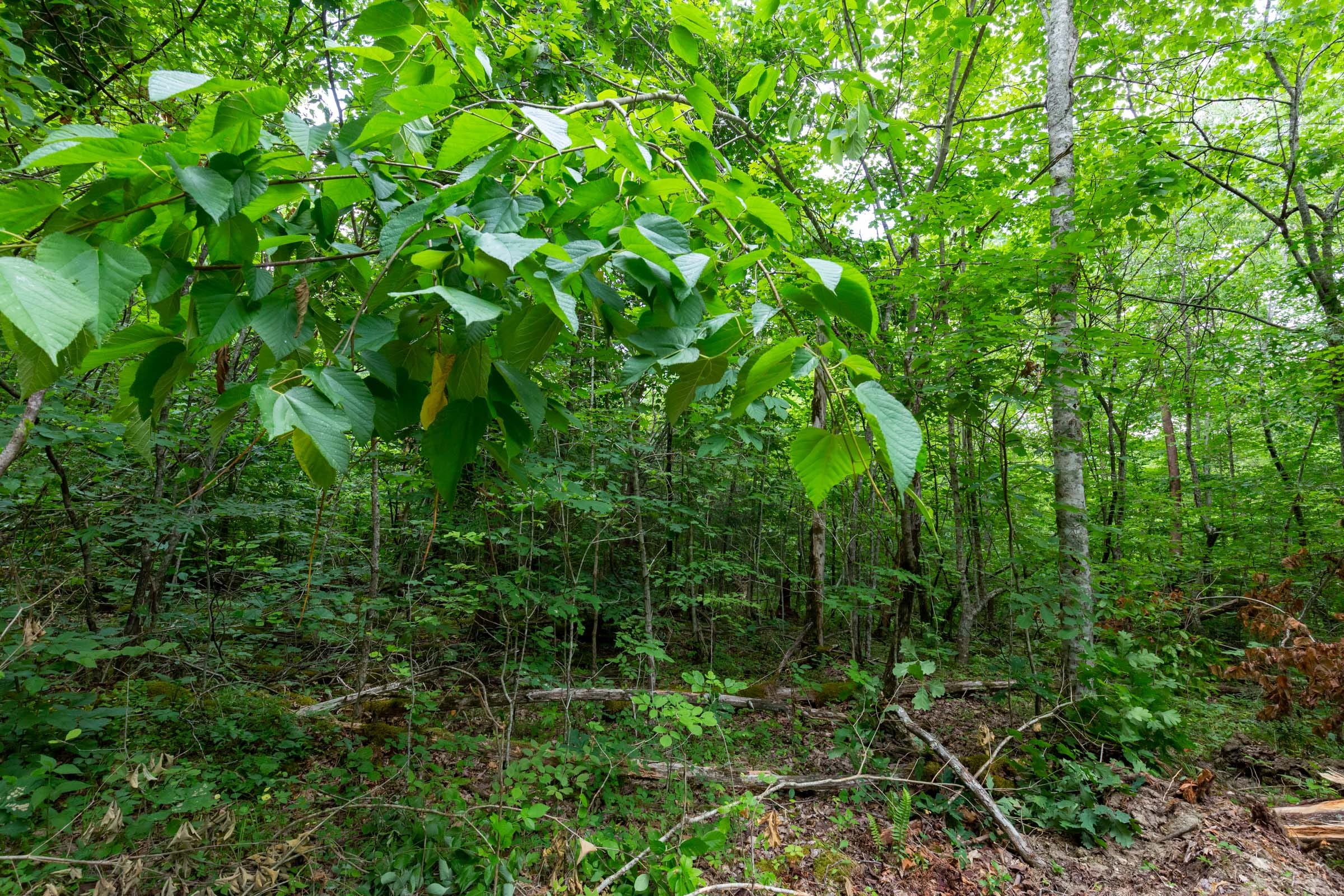 Tucker Hollow Tract 13 photo 10