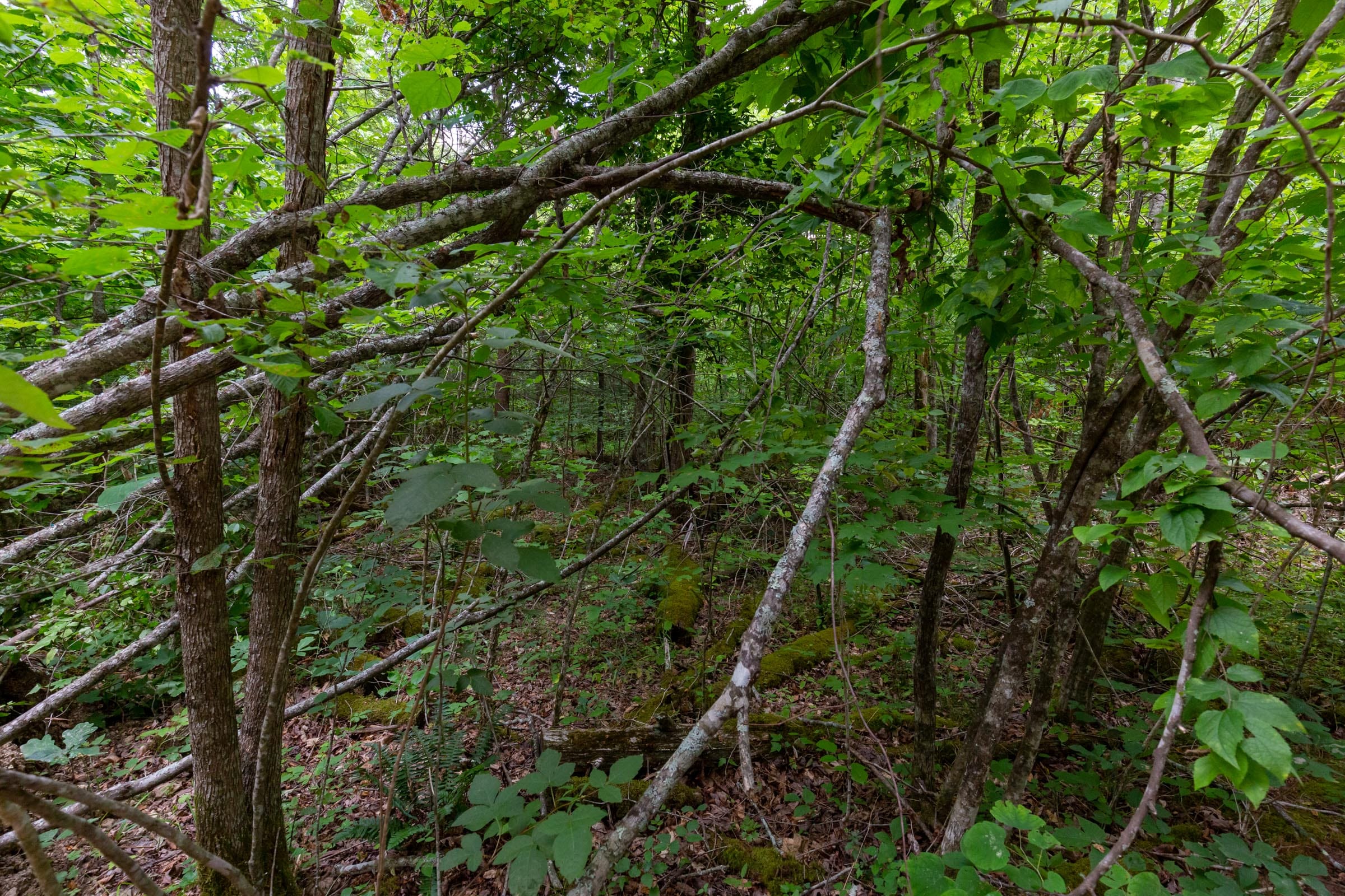 Tucker Hollow Tract 13 photo 11