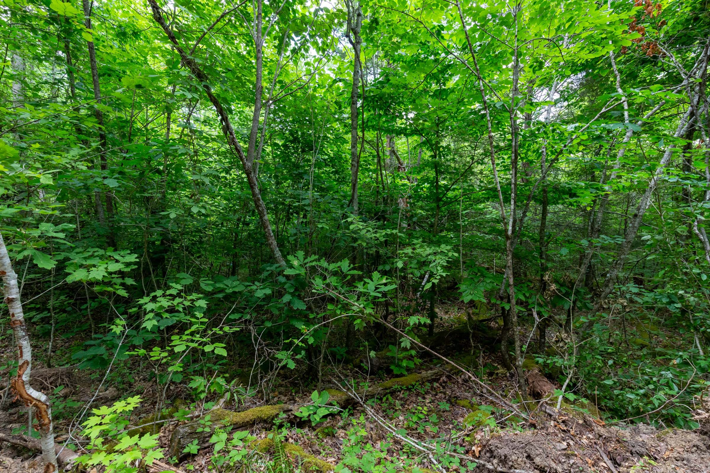 Tucker Hollow Tract 13 photo 12