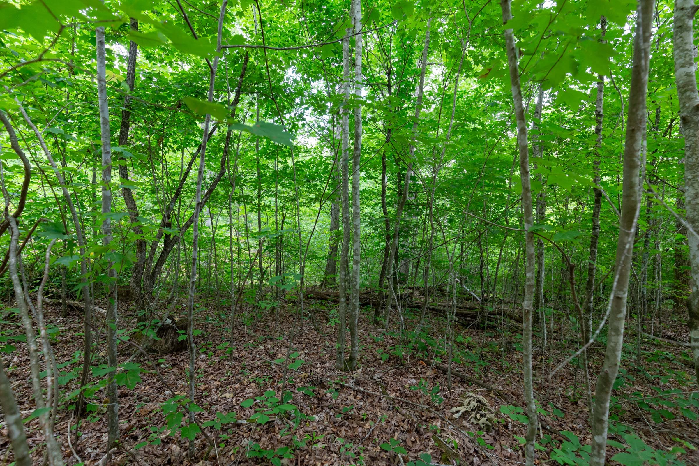 Tucker Hollow Tract 13 photo 13
