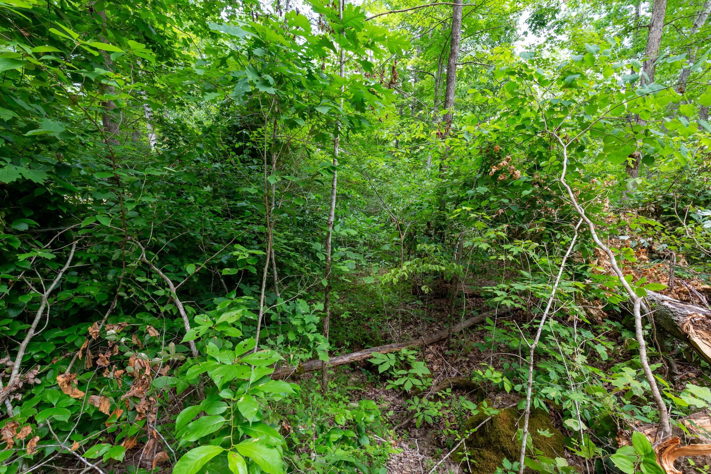 Tucker Hollow Tract 13 photo 14