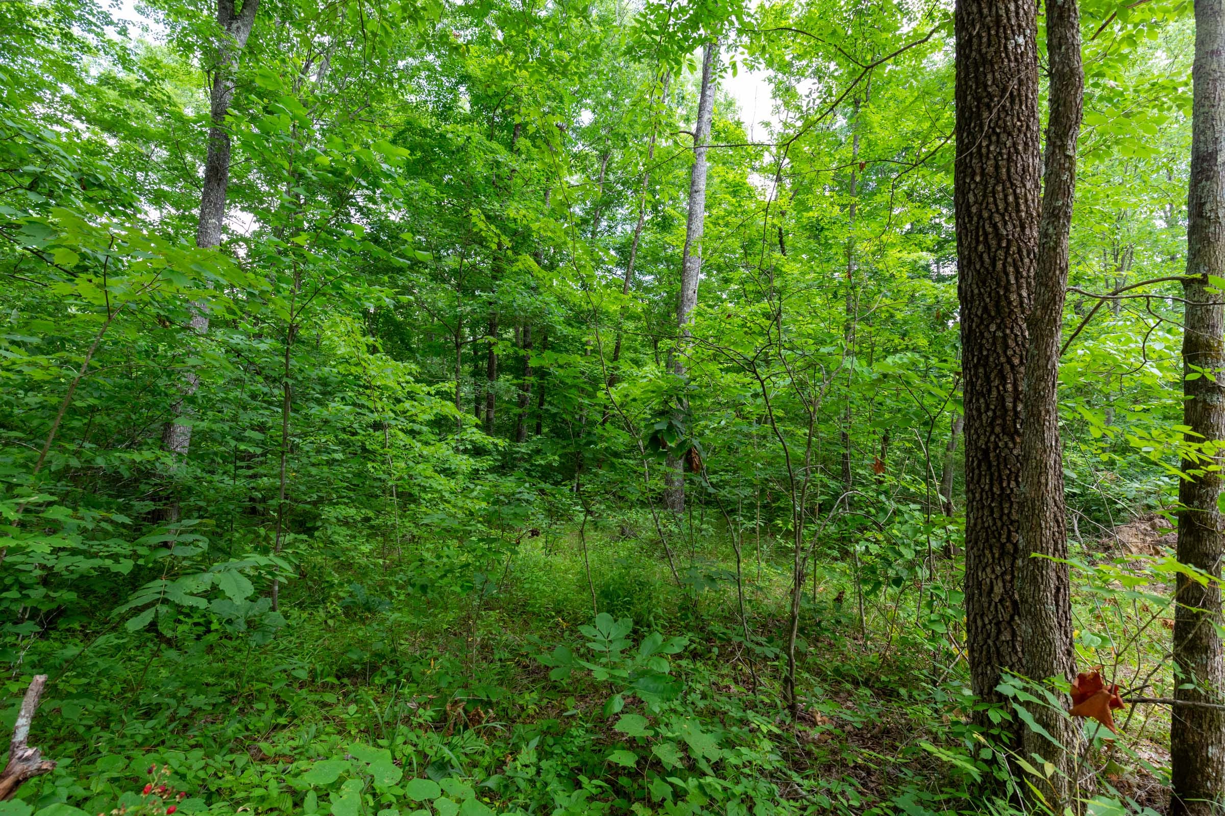 Tucker Hollow Tract 13 photo 16