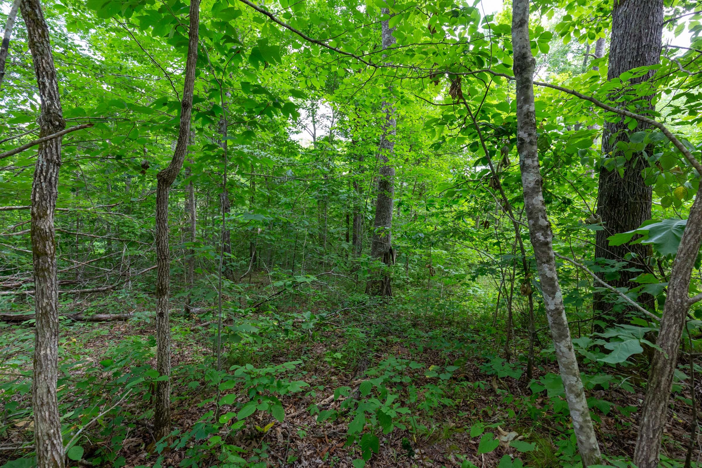 Tucker Hollow Tract 13 photo 17