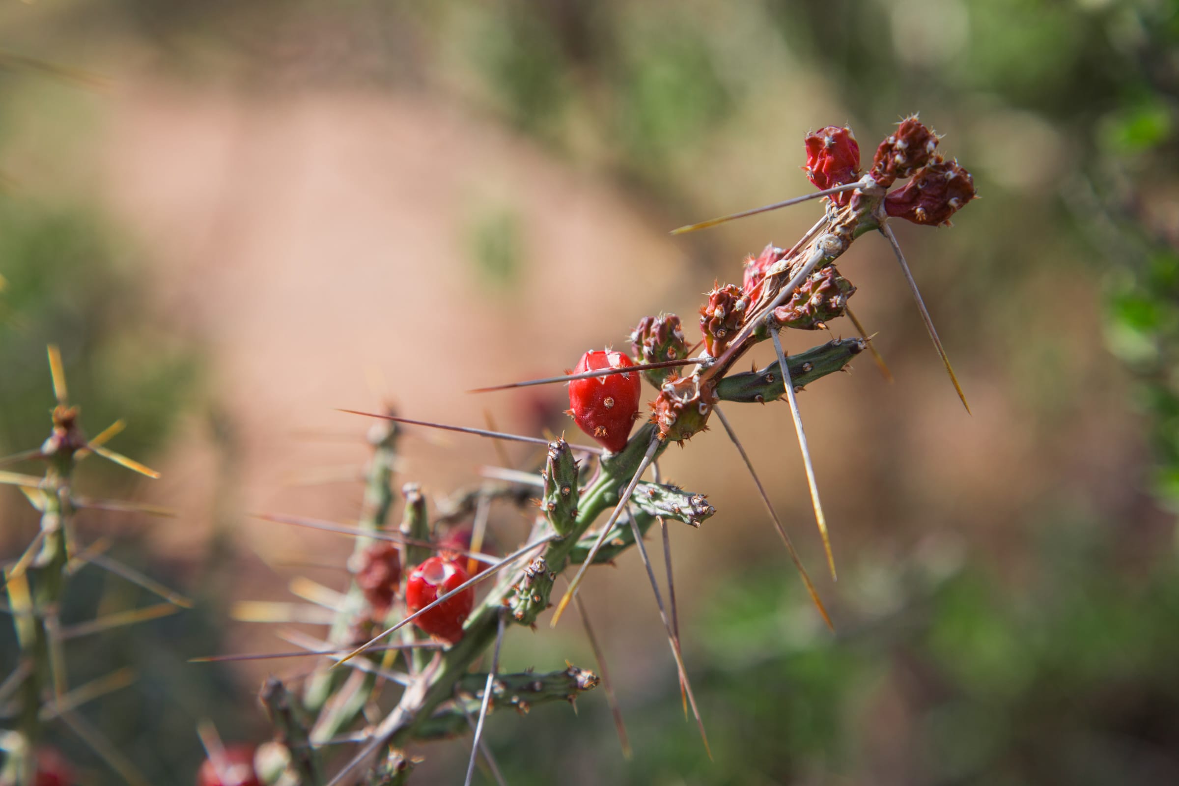 Sunset Ranches Tract 31 photo 9