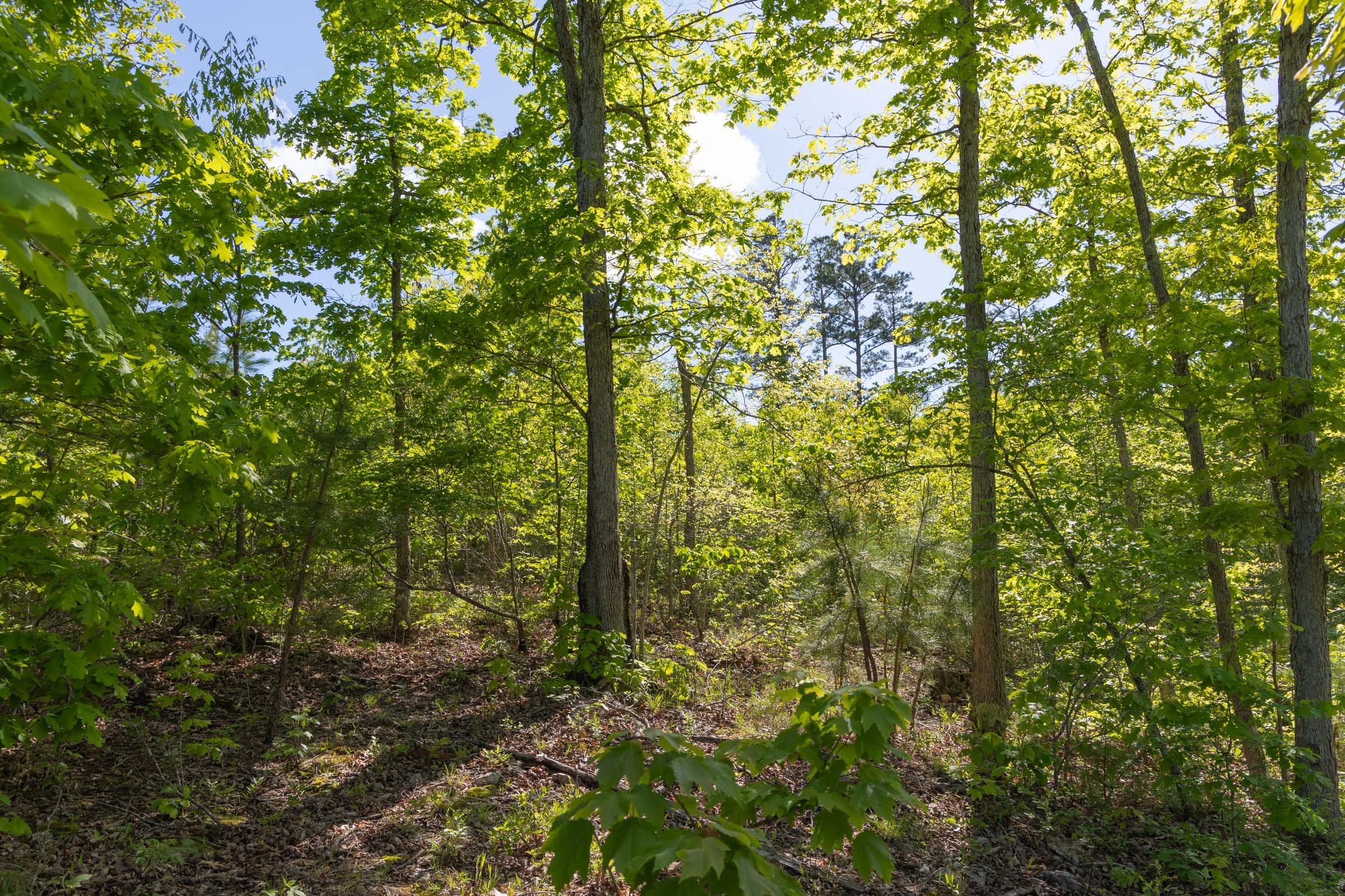 Sleepy Hollow Phase II Tract 63 photo 1
