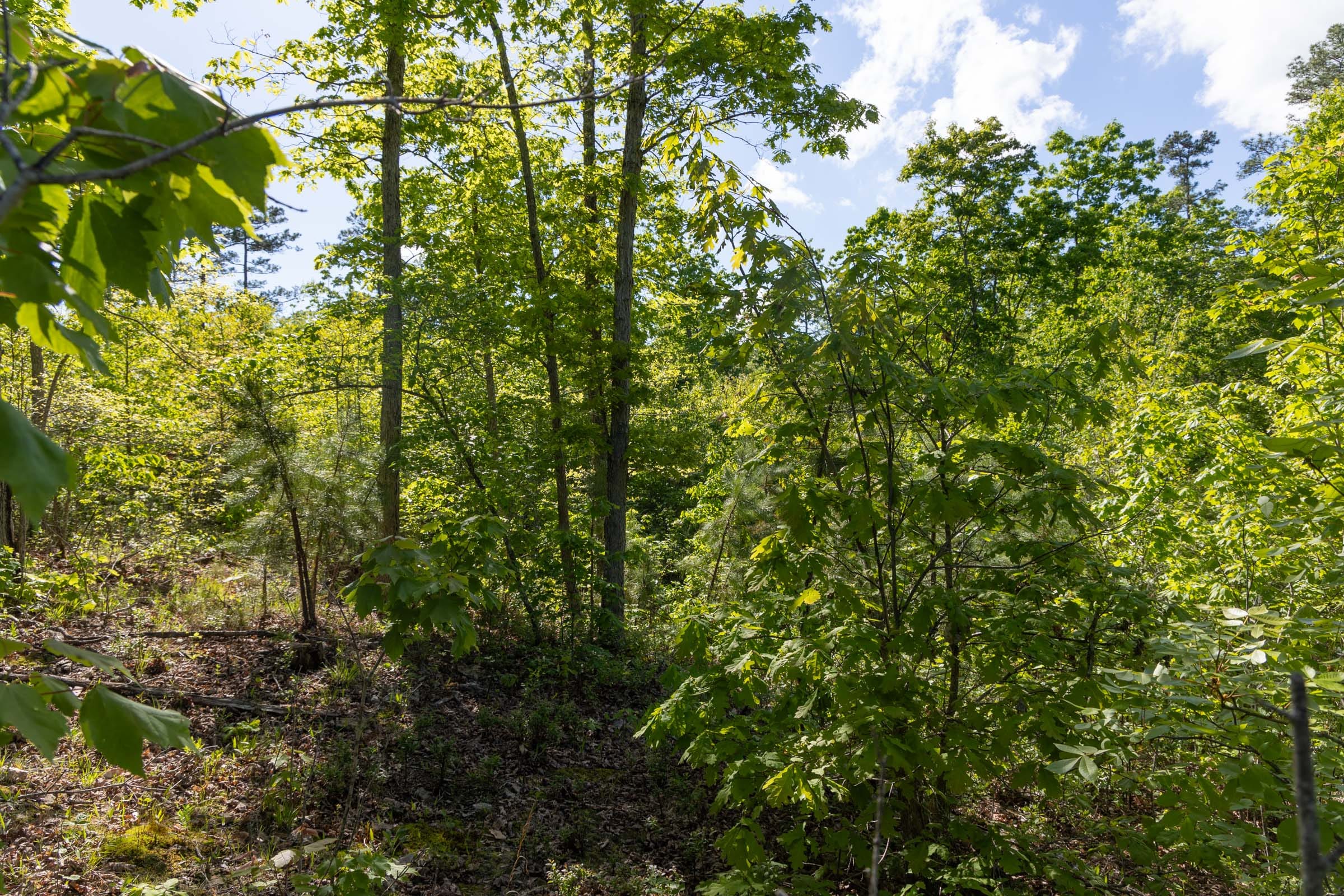 Sleepy Hollow Phase II Tract 63 photo 11
