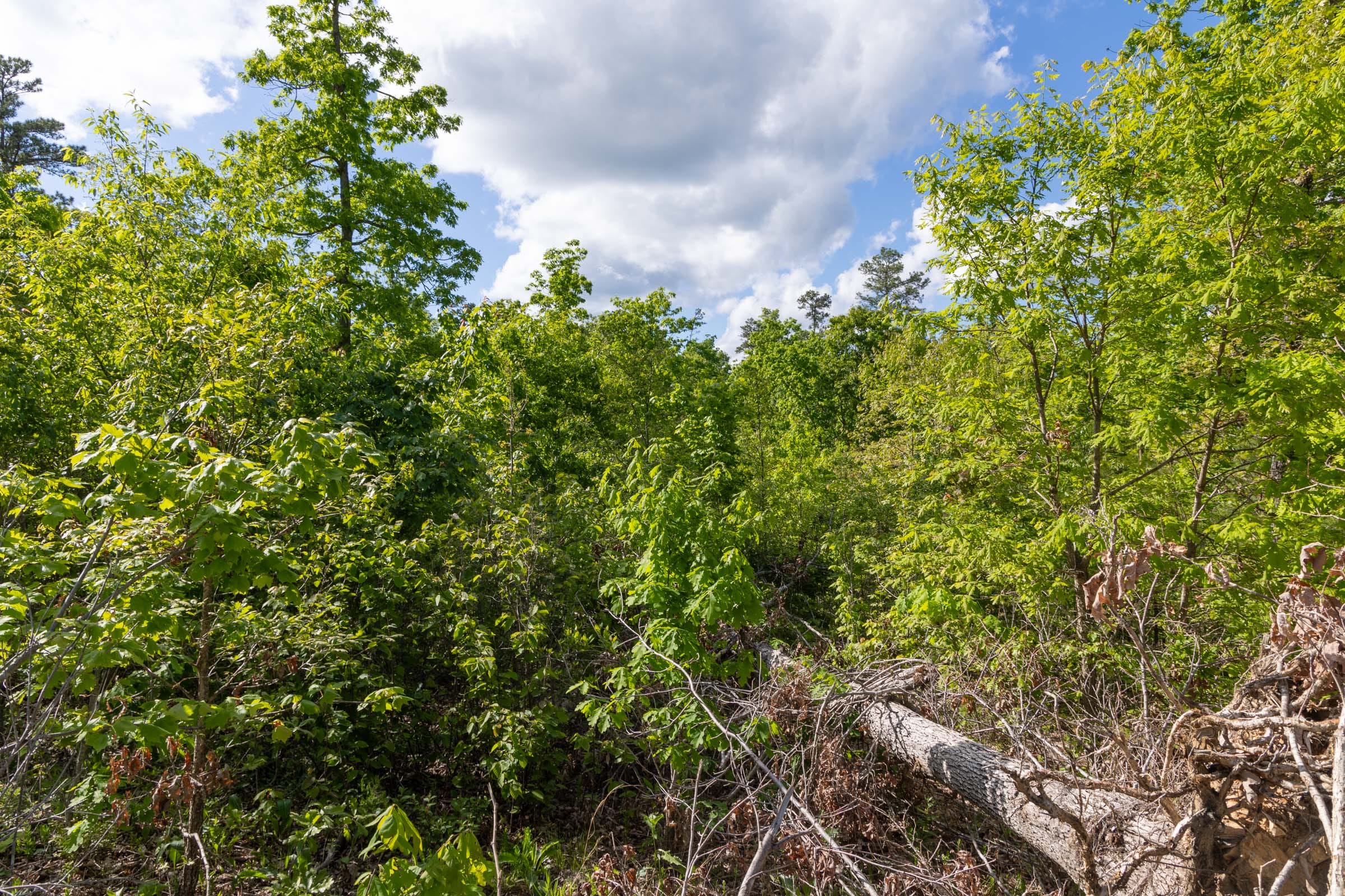 Sleepy Hollow Phase II Tract 63 photo 8