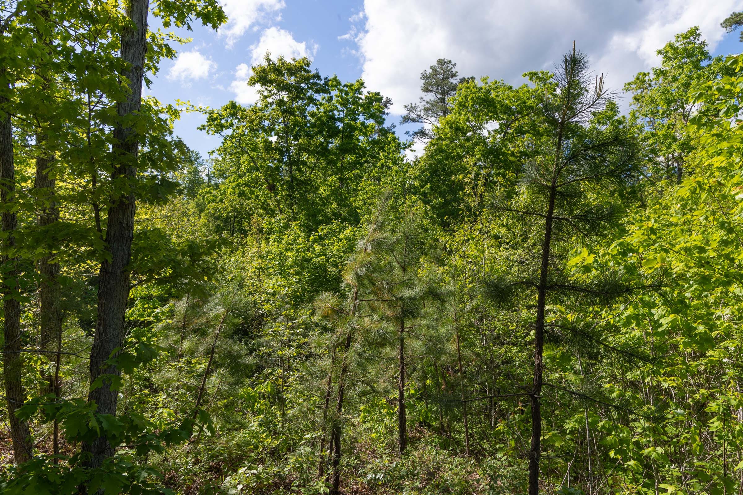 Sleepy Hollow Phase II Tract 63 photo 6