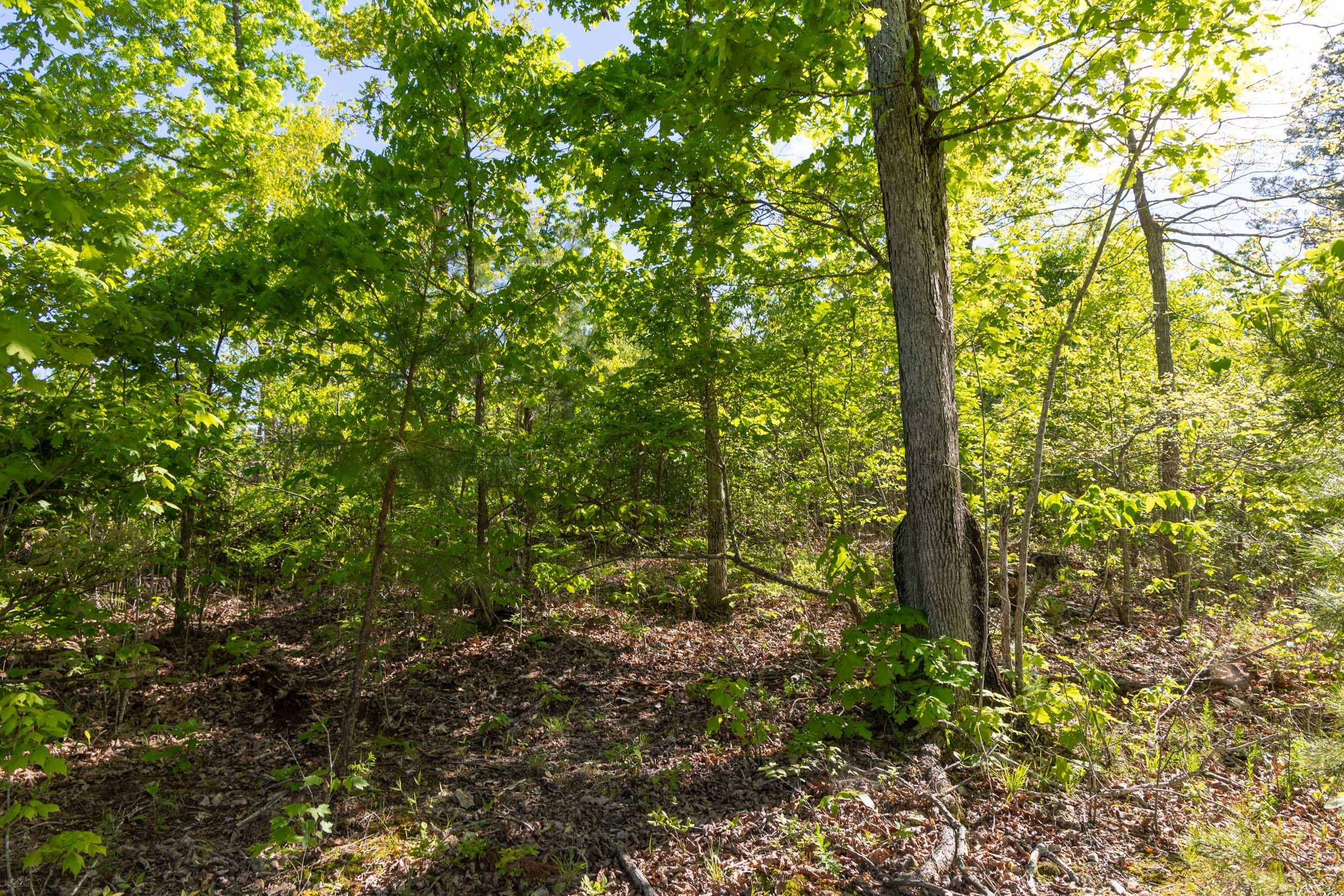 Sleepy Hollow Phase II Tract 60 photo 9