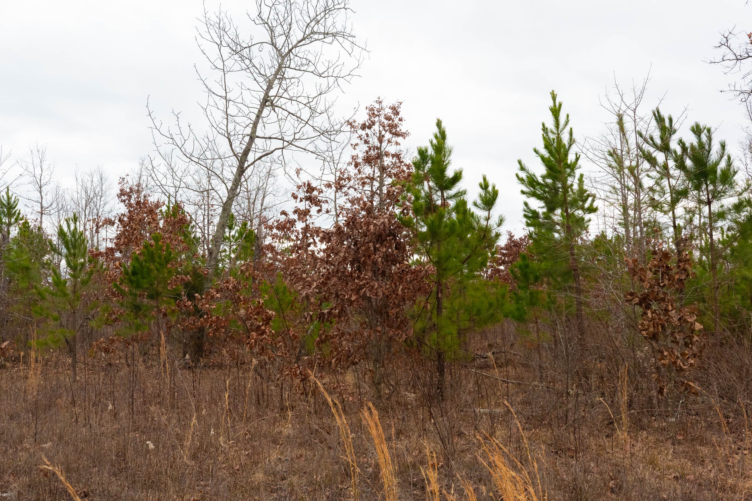 Windy Ridge Tract 12 photo 5