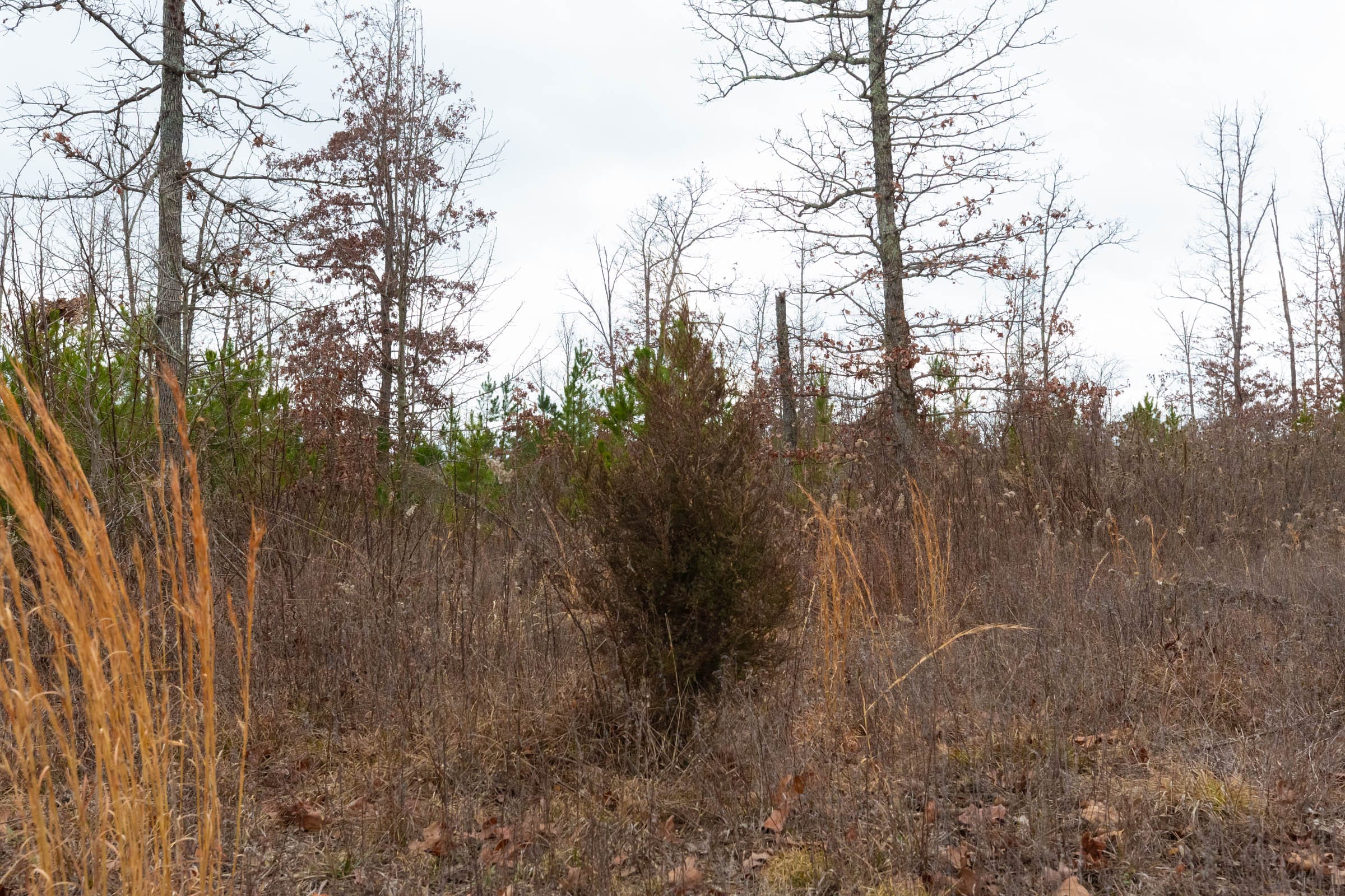 Windy Ridge Tract 12 photo 8